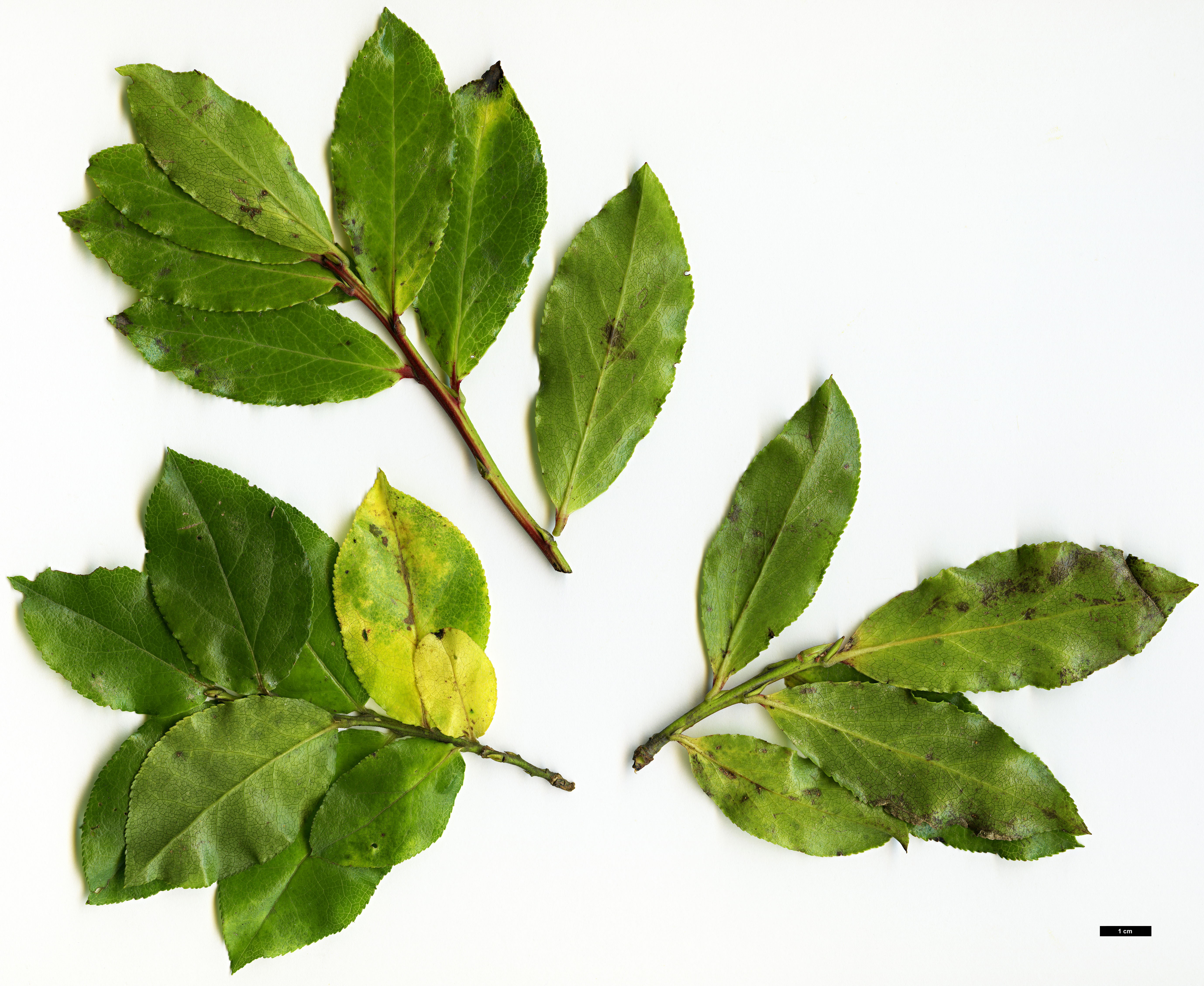 High resolution image: Family: Ericaceae - Genus: Vaccinium - Taxon: cylindraceum